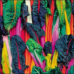 CHARD 'Five-Color'