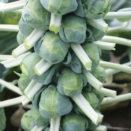 BRUSSELS SPROUT 'Franklin'
