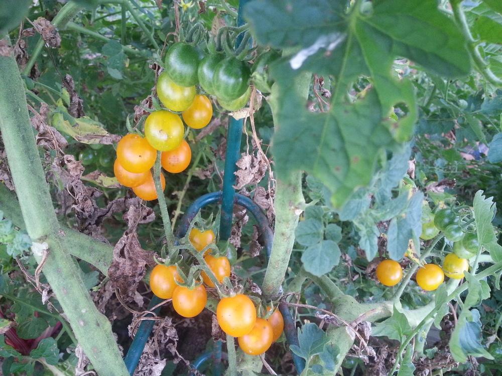 TOMATO 'Galapagos' --Solanum cheesmaniae--