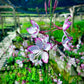 Gaura lindheimeri 'Rosy Cheeks'