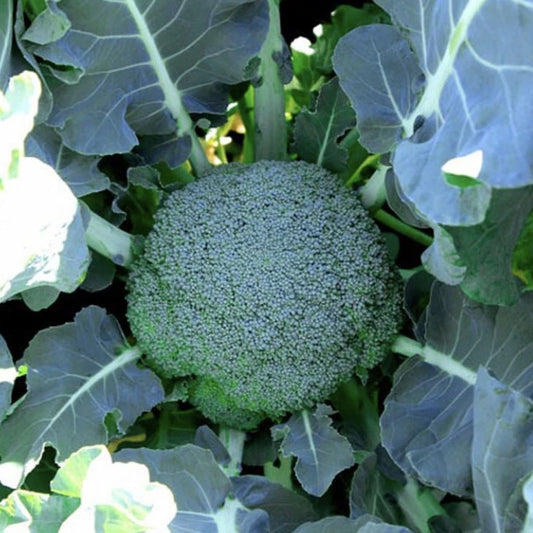 BROCCOLI 'Gemini'