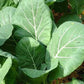 COLLARDS 'Georgia Southern'