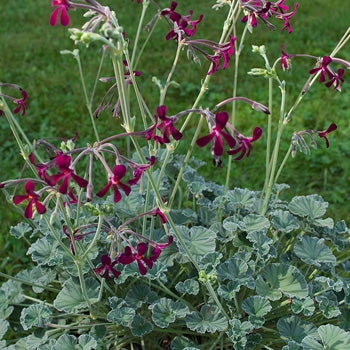 UMCKA --Pelargonium sidoides--