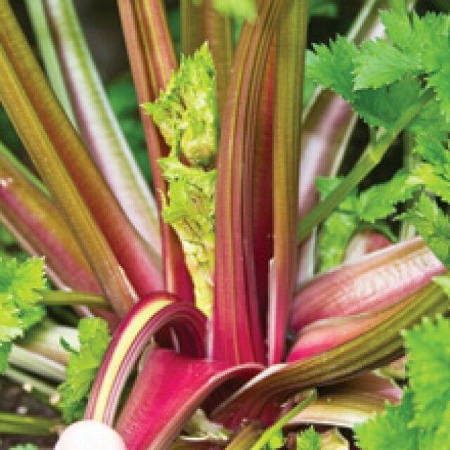 CELERY 'Giant Red'