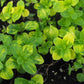 MINT 'Ginger' --Mentha arvensis 'Variegata'--
