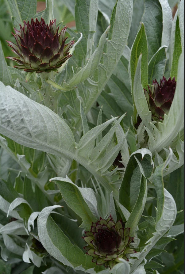 ARTICHOKE 'Gobbo Di Nizzia Cardoon'