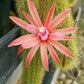 Cleistocactus winteri --Golden Rat Tail--