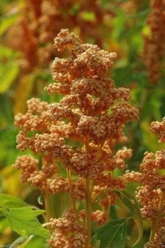 QUINOA 'Gold'