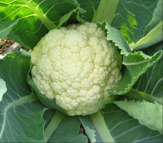 CAULIFLOWER 'Goodman'