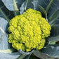 CAULIFLOWER 'Green Macerata'
