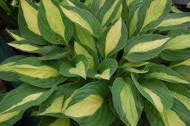 Hosta 'Gypsy Rose'