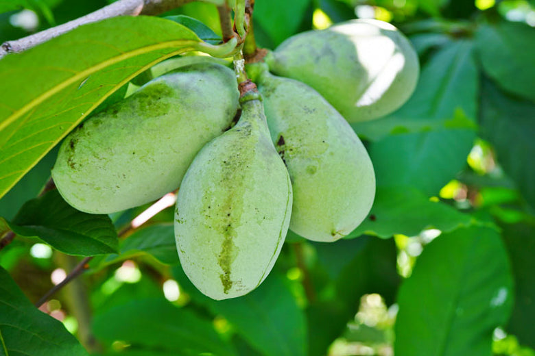 PAWPAW --Asimina triloba--