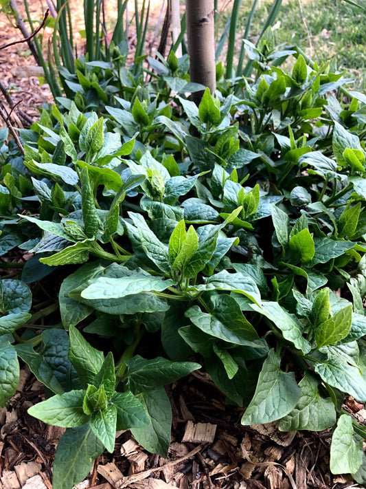 SPINACH 'Caucasian Mountain' --Hablitzia tamnoides--