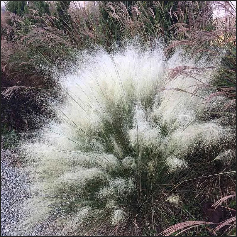 Muhlenbergia capillaris 'White Cloud' --White Awn Muhly Grass--