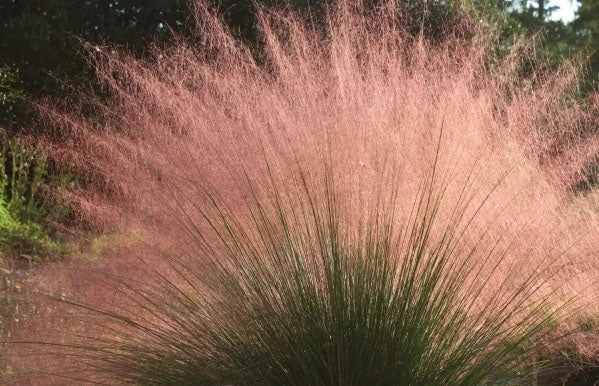 Muhlenbergia capillaris --Hairy-Awn Muhly Grass--