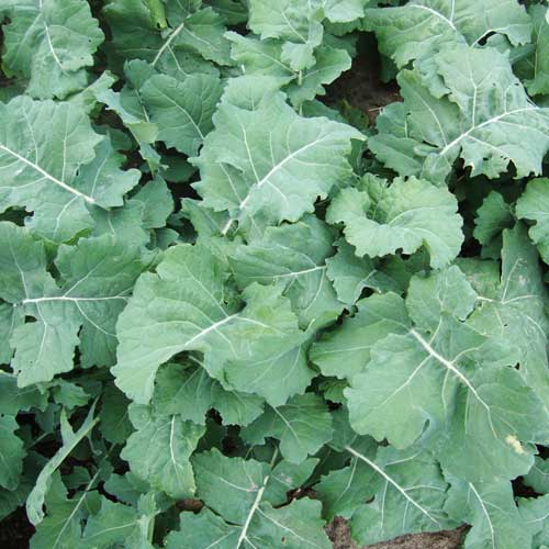 KALE 'Hanover Salad'