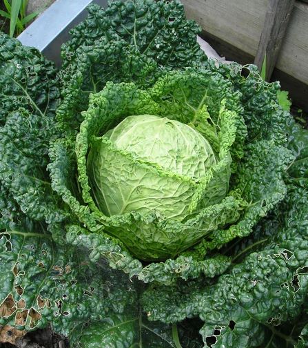 CABBAGE 'Herald'