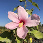 Hibiscus grandiflorus --Swamp Rosemallow--