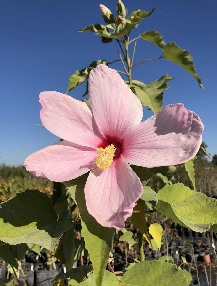 Hibiscus grandiflorus --Swamp Rosemallow--