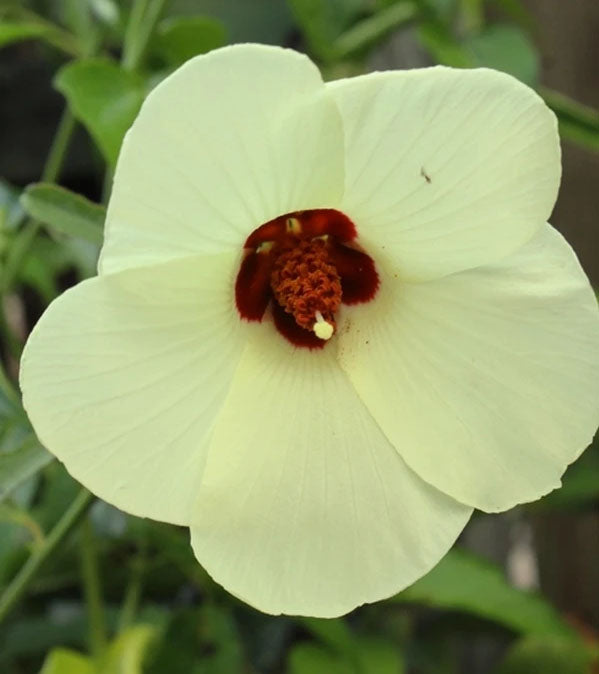 Hibiscus aculeatus 'Brunswick'