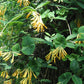 Lonicera sempervirens v. sulphurea --Yellow Texas Honeysuckle--