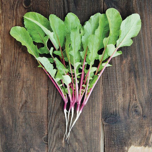 RADISHES 'Hong Vit'