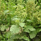 TOBACCO 'Hopi' --Nicotiana rustica--