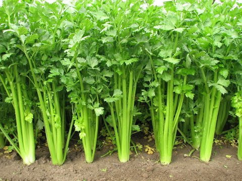 CELERY 'Ventura'