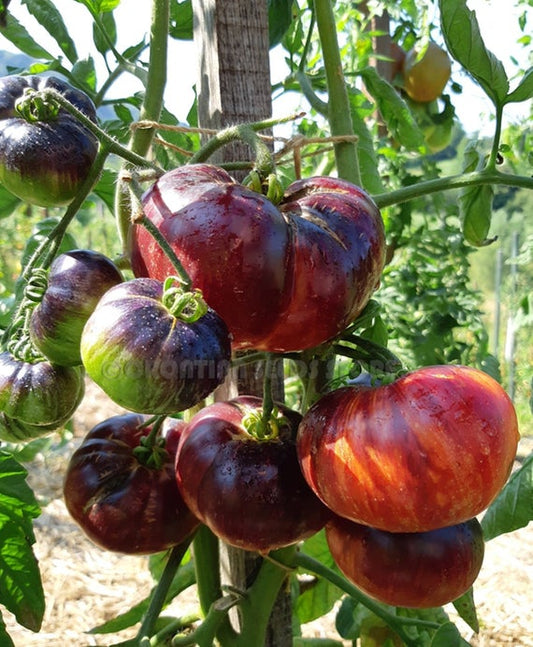 TOMATO 'Lovely Lush'