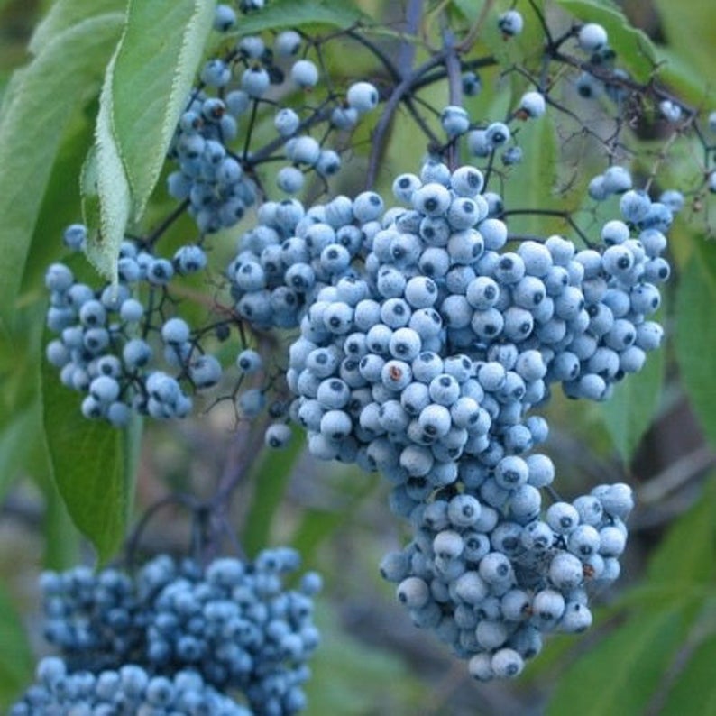 ELDERBERRY 'Blue' --Sambucus caerulea--