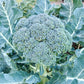 BROCCOLI 'Fiesta'