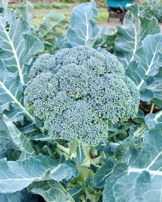 BROCCOLI 'Fiesta'