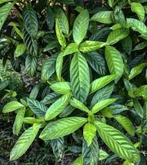 CHACRUNA --Psychotria viridis--