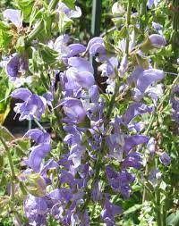 Salvia barrelieri --North African Sage--