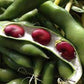 BEAN 'Red Epicure Fava'