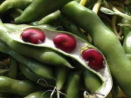 BEAN 'Red Epicure Fava'