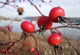 ROSE 'Dart's Dash' --Rosa rugosa--