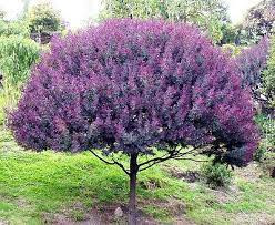 Acacia Baileyana 'Purpurea' --Cootamundra Wattle--