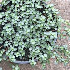 Pilea libanensis --Silver Sprinkles Baby Tears--