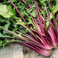 DANDELION GREENS 'Italiko Rosso' --Cichorium intybus--