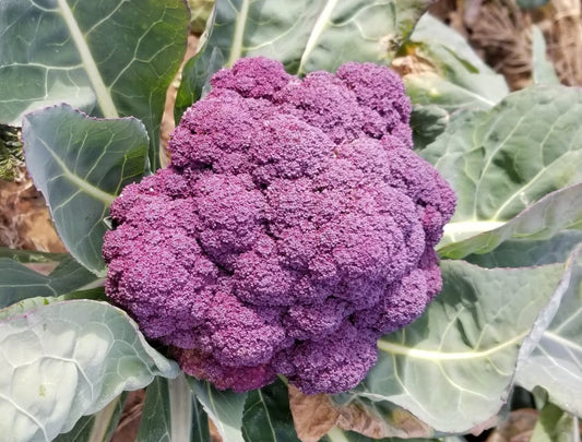 BROCCOLI 'Jacaranda'