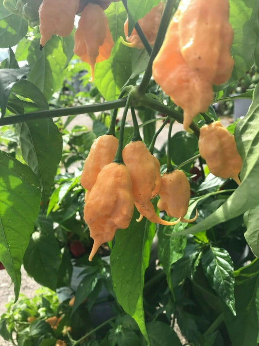 PEPPER 'Jay's Peach Bhut Jolokia'