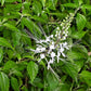 TEA 'Java' --Orthosiphon aristatus--