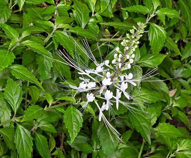 TEA 'Java' --Orthosiphon aristatus-- - Lone Star Nursery