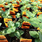 MINT 'Juicy Fruit' --Mentha x.--