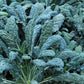 KALE 'Lacinato Dinosaur'