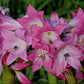 Crinum --Kim Maureen Lily--