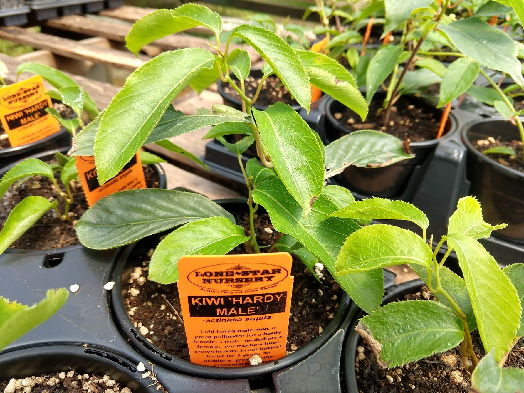kiwi fruit plant in pot KIWI 'Hardy Male' --Actinidia arguta--