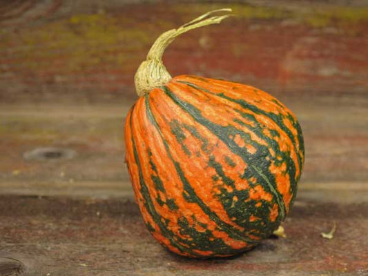 SQUASH 'Lakota'