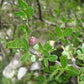 FRANKINCENSE 'Mexican' --Bursera fagaroides--